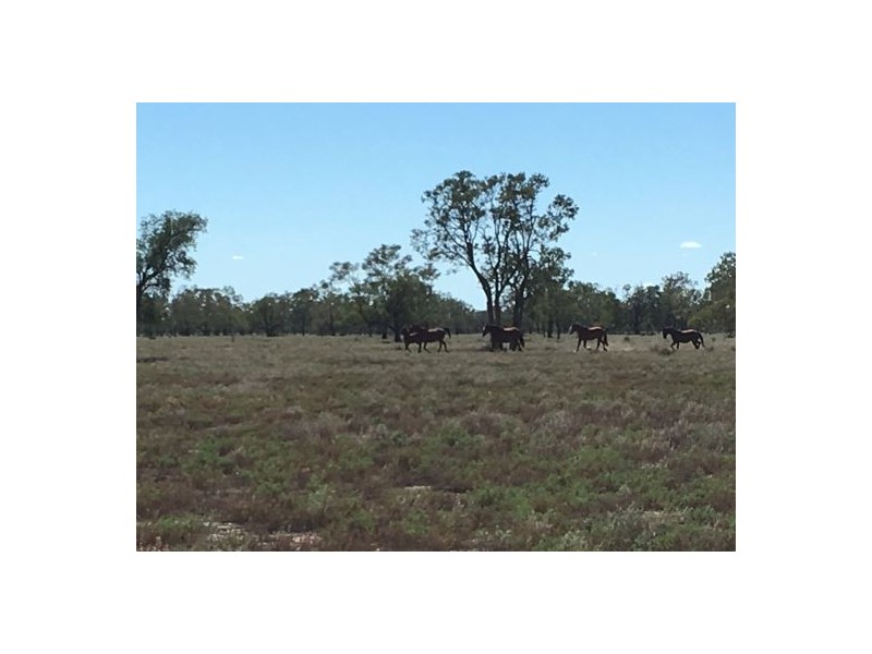 “BEEFWOOD DOWNS”, Walgett NSW 2832