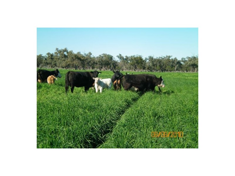 “OLD BOOROOMA”, Walgett NSW 2832