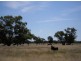 “OLD BOOROOMA”, Walgett NSW 2832