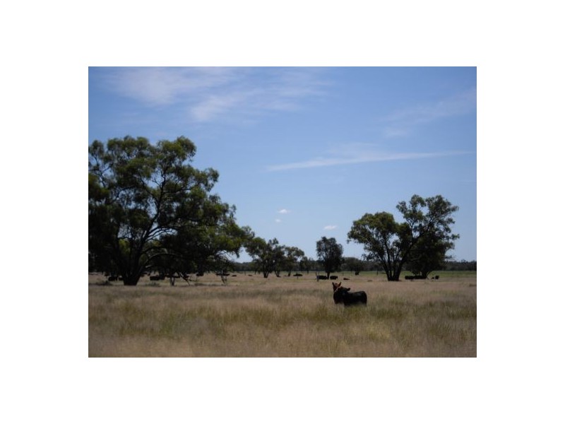 “OLD BOOROOMA”, Walgett NSW 2832