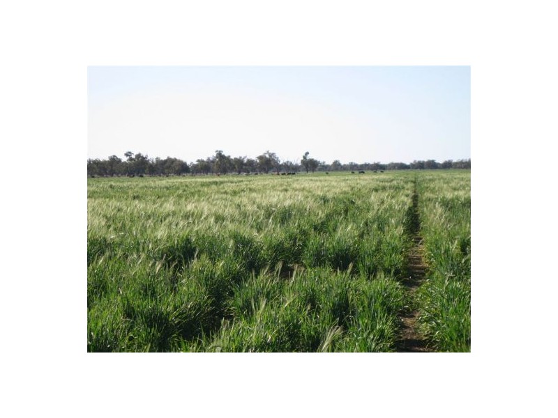 “OLD BOOROOMA”, Walgett NSW 2832