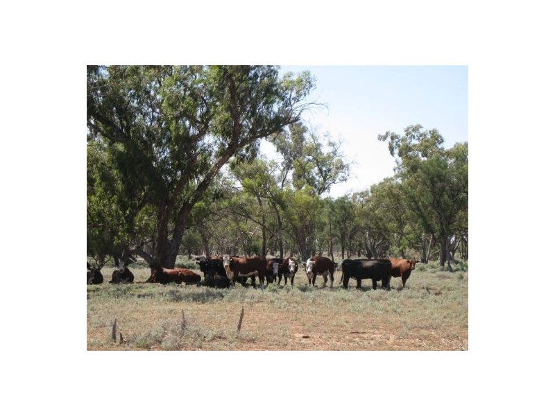 “OLD BOOROOMA”, Walgett NSW 2832