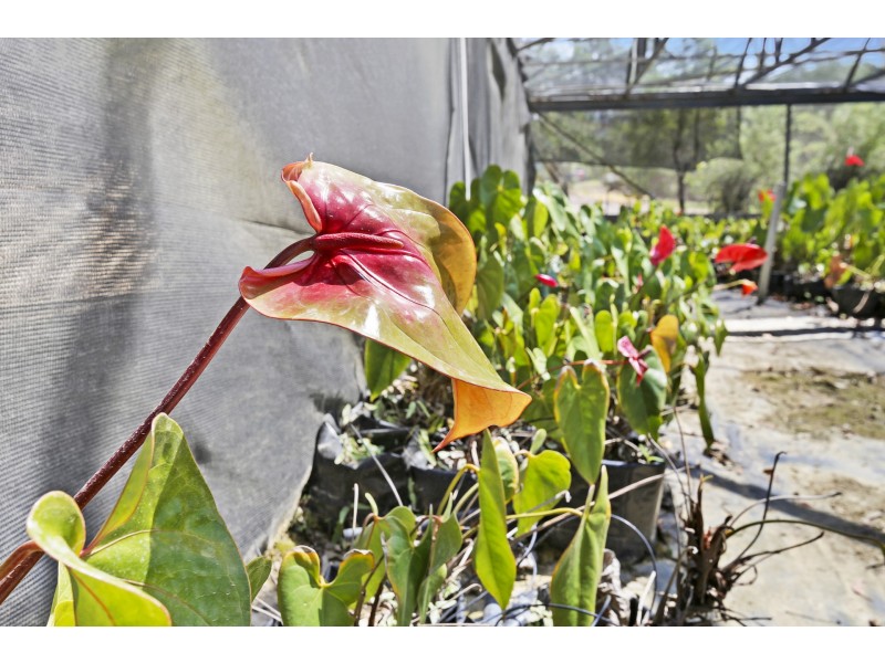 378 Tunnel Ridge Road, Mooloolah Valley QLD 4553