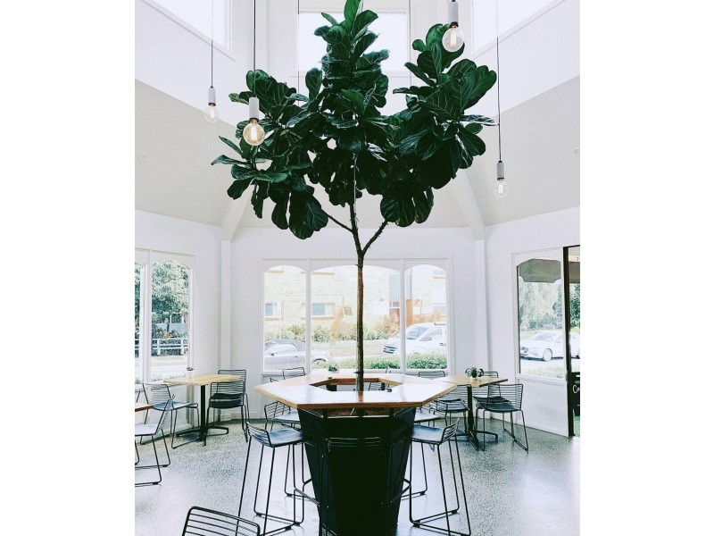 1/11 Elizabeth Street, Buderim QLD 4556