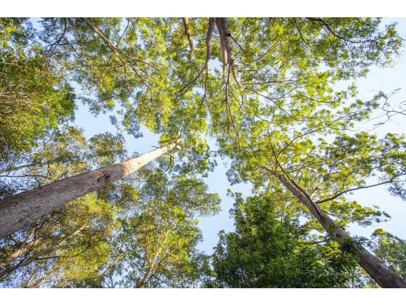 17 Mango Vale Court, Diddillibah QLD 4559