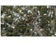 199 Mooloolaba Road, Buderim QLD 4556