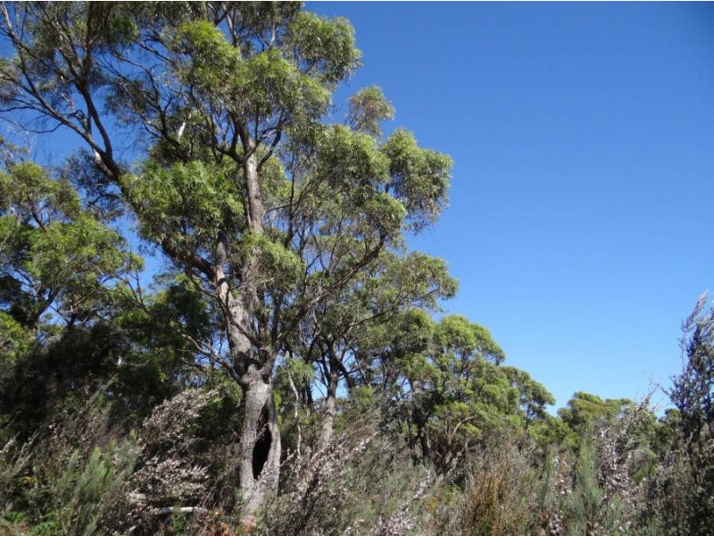 Lot 1 Roaring Beach Road, Nubeena TAS 7184