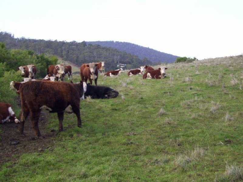 9 Valleyfield Road, Sorell TAS 7172