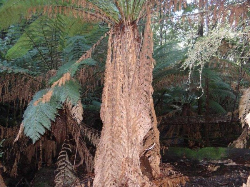 4895 Arthur Highway, Eaglehawk Neck TAS 7179