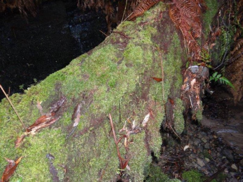 4895 Arthur Highway, Eaglehawk Neck TAS 7179