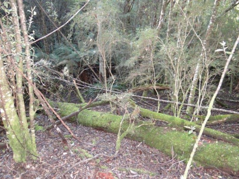 4895 Arthur Highway, Eaglehawk Neck TAS 7179