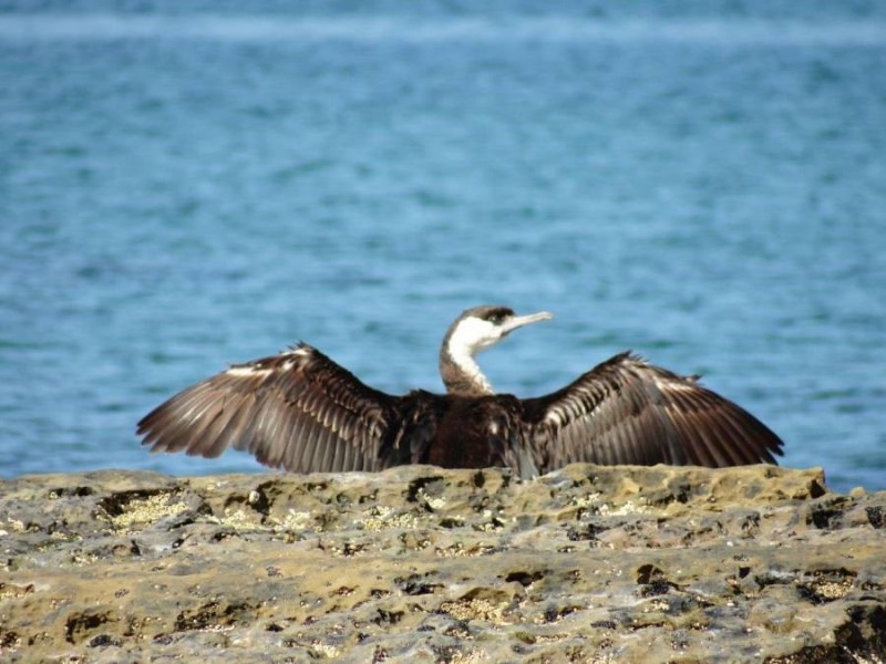 Lot 1 Black Jack Road, Sloping Main TAS 7186