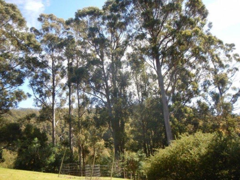 99 Lookout Road, Port Arthur TAS 7182