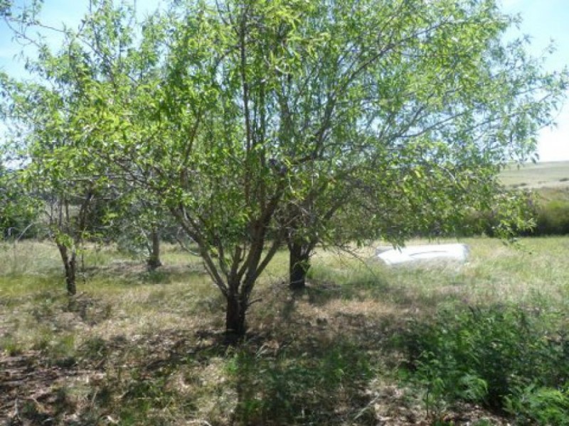 160 Estate Road “Cherry Vale”, Campania TAS 7026