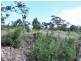 Lot 1 White Beach Road, White Beach TAS 7184