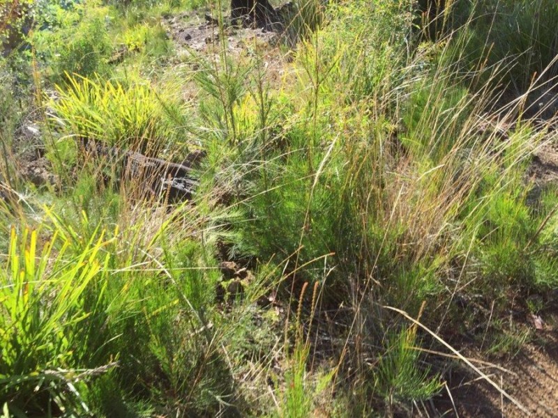 3805 Arthur Highway, Murdunna TAS 7178