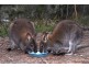 136 Nubeena Road, Taranna TAS 7180