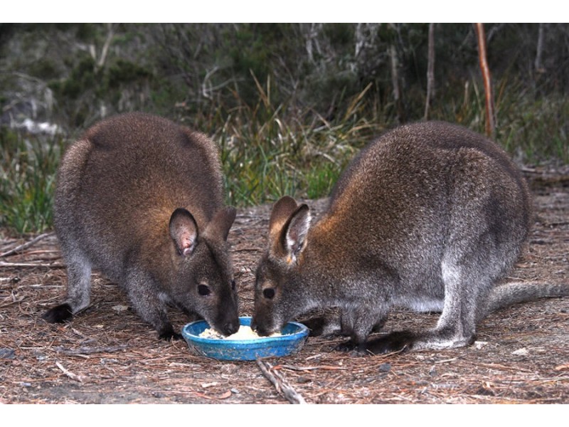 136 Nubeena Road, Taranna TAS 7180