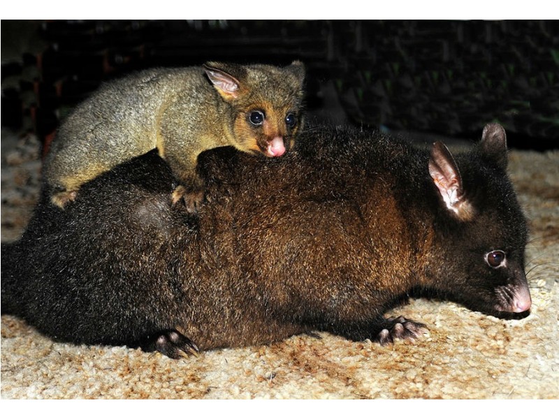 136 Nubeena Road, Taranna TAS 7180