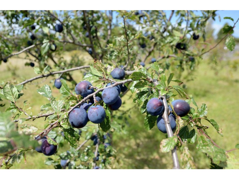3934 Arthur Highway, Murdunna TAS 7178