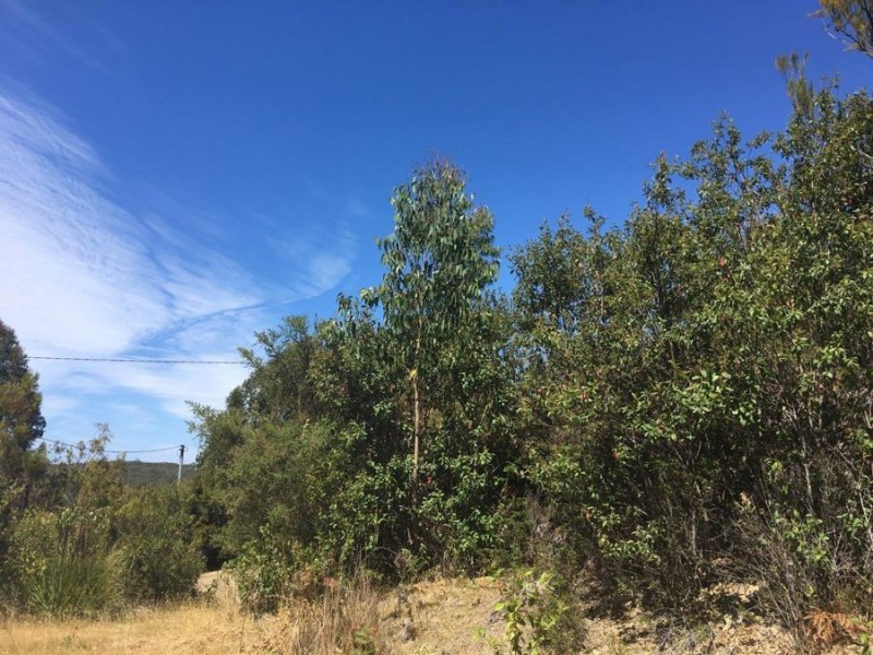 Lot 3 Richardsons Drive, Eaglehawk Neck TAS 7179