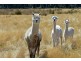 147 Marsh Road, Nubeena TAS 7184