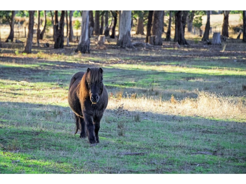 701 Arthur Highway, Forcett TAS 7173