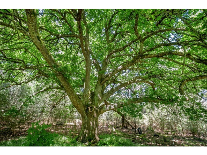 6427 Arthur Highway, Port Arthur TAS 7182