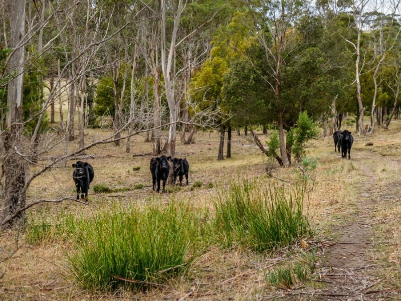 438 Wiggins Road, Wattle Hill TAS 7172