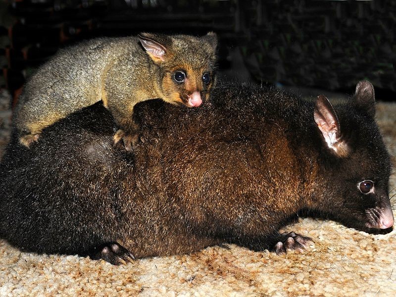 136 Nubeena Road, Taranna TAS 7180