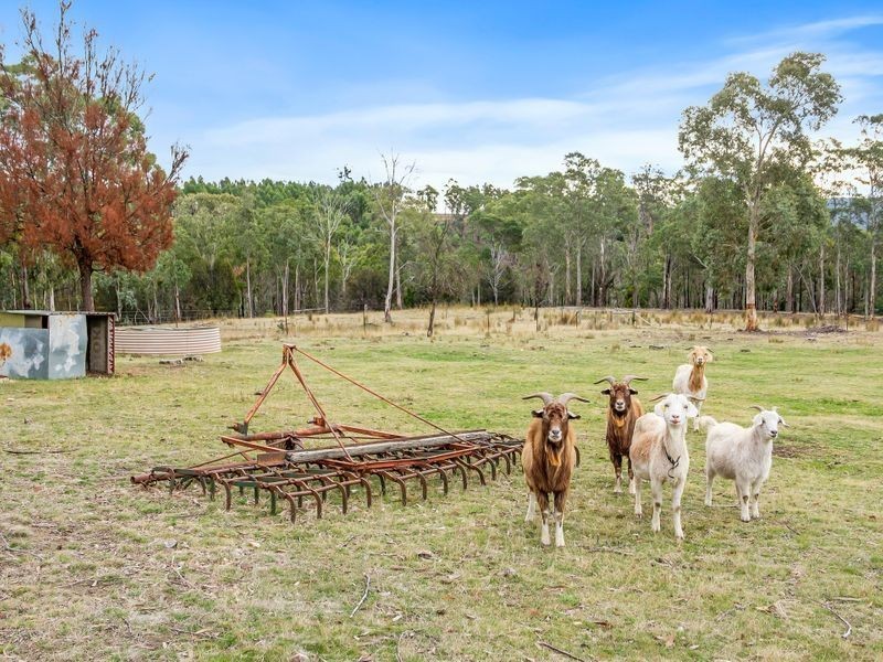 438 Wiggins Road, Wattle Hill TAS 7172