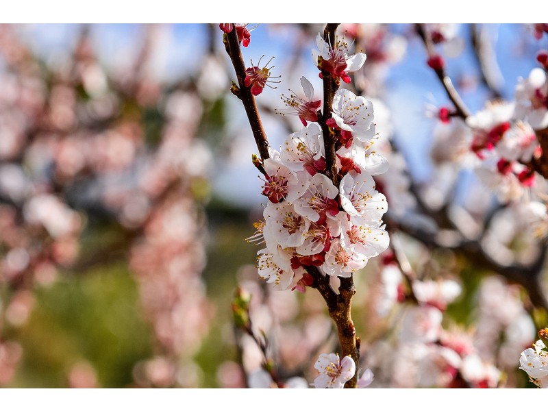 30 Ferntree Road, Eaglehawk Neck TAS 7179