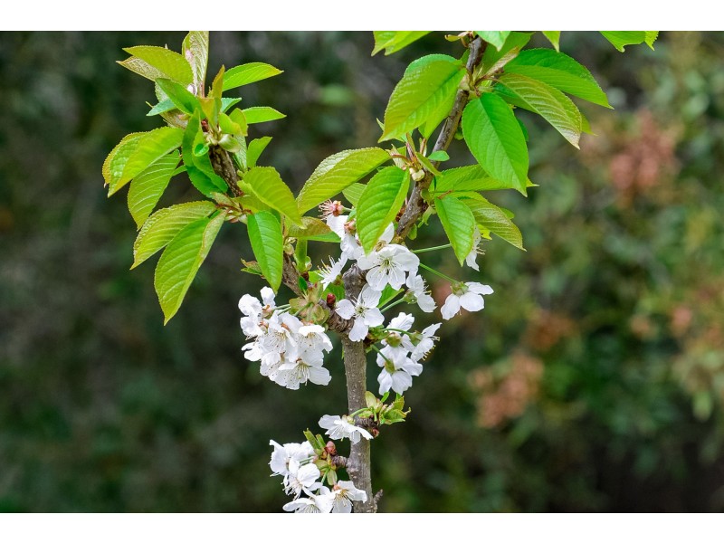 62 Robinsons Road, Highcroft TAS 7183