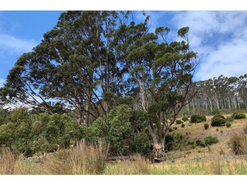 800 Stormlea Road, Highcroft TAS 7183