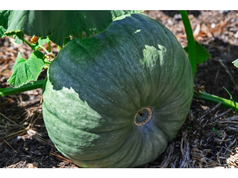 10256 Tasman Highway, Little Swanport TAS 7190