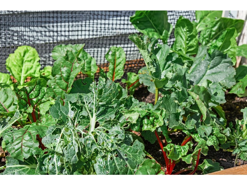 10256 Tasman Highway, Little Swanport TAS 7190