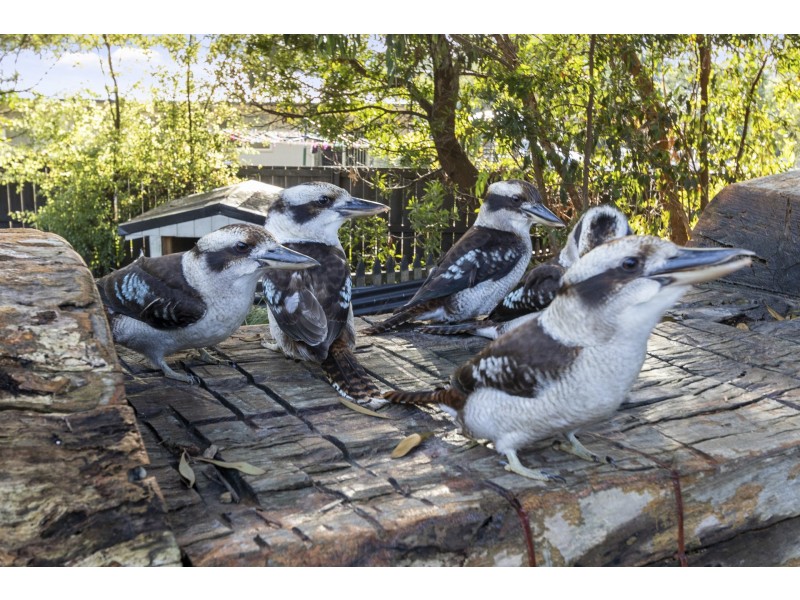 563 White Beach Road, White Beach TAS 7184