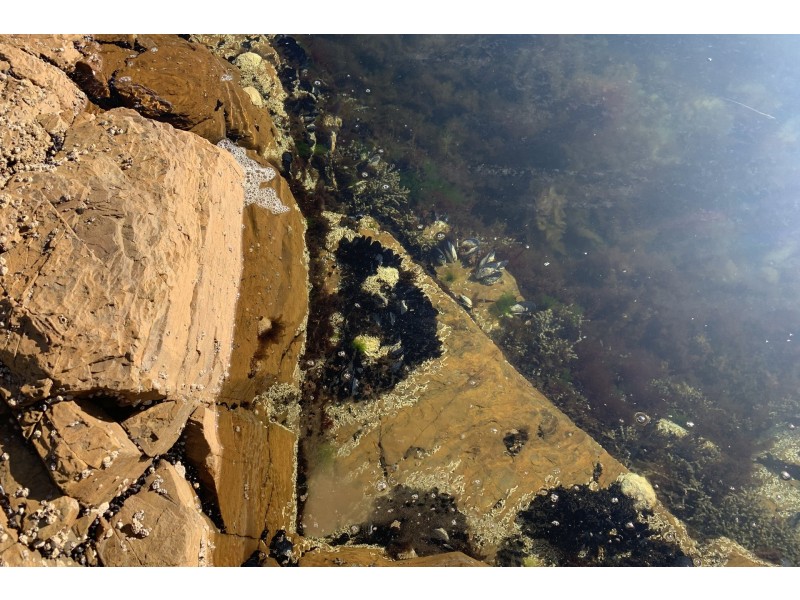 115 Sympathy Point Road, Taranna TAS 7180