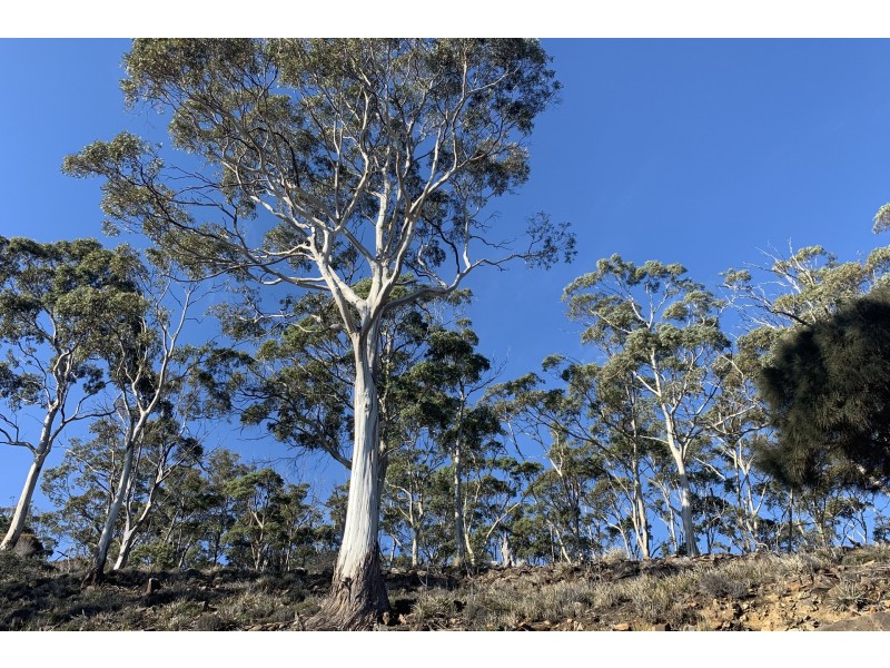 115 Sympathy Point Road, Taranna TAS 7180