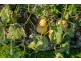 21 Nubeena Back Road, Nubeena TAS 7184