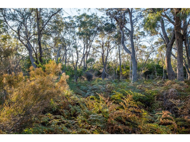 Sloping Main TAS 7186