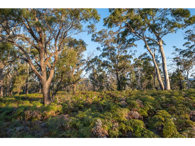 Sloping Main TAS 7186