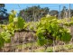 Lot 2 2526 Arthur Highway, Copping TAS 7174