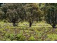 Lot 2 2526 Arthur Highway, Copping TAS 7174
