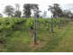 Lot 2 2526 Arthur Highway, Copping TAS 7174