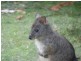 Lot 2 Lookout Road, Port Arthur TAS 7182