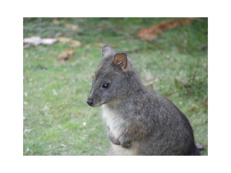 Lot 2 Lookout Road, Port Arthur TAS 7182
