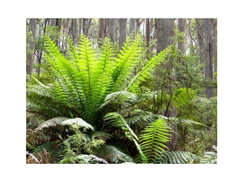 Lot 2 Lookout Road, Port Arthur TAS 7182