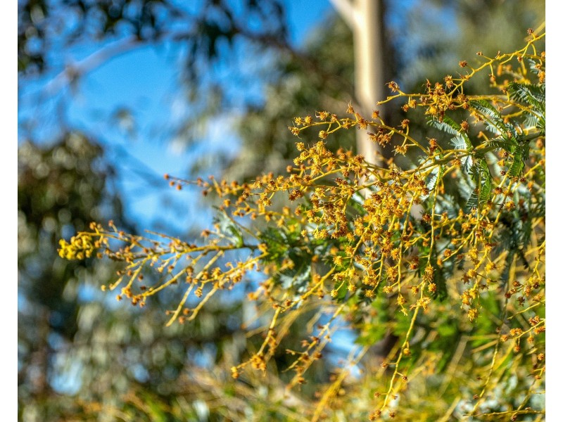 1 Malwood Place, Forcett TAS 7173