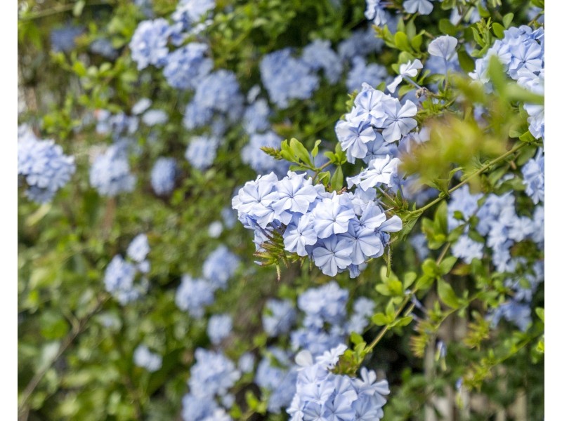 43 Tiger Head Road, Dodges Ferry TAS 7173